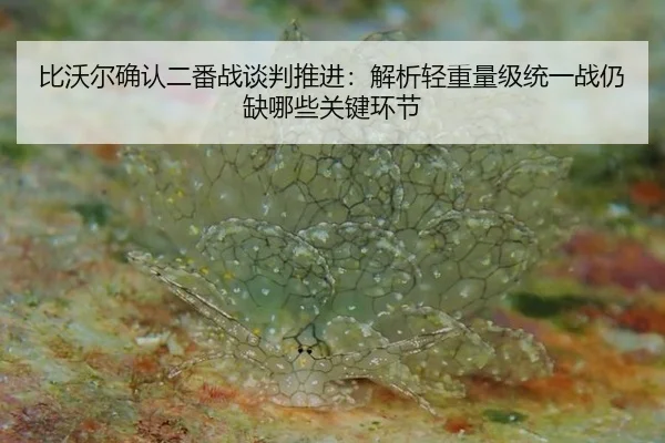 比沃尔确认二番战谈判推进：解析轻重量级统一战仍缺哪些关键环节（jiuyouhui）